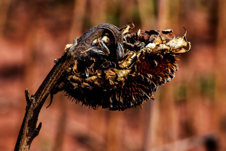 Dry ripened heads of seeds on agricultural field. Sunflowers harvest time in Brazil.の写真素材