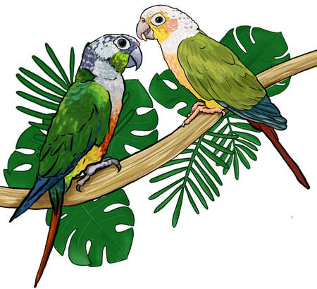 Pair Parrots tropical exotic birds sitting on branch monstera and palm leaves hand drawn...