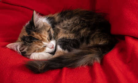 Tricolor kitten sleeping on red pillowの写真素材