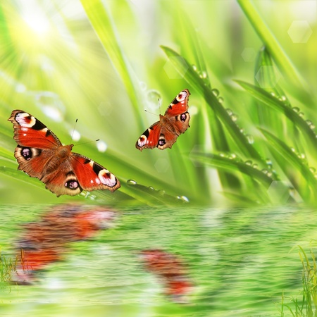 background of spring grass and butterfly の写真素材