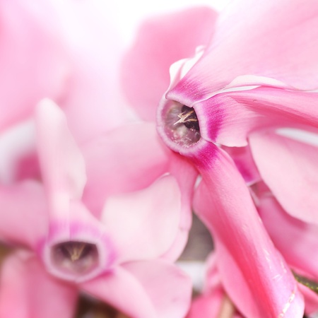 beautiful pink flowers made with color filters の写真素材