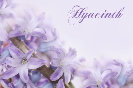 blue blurry flowers made with pink filters の写真素材