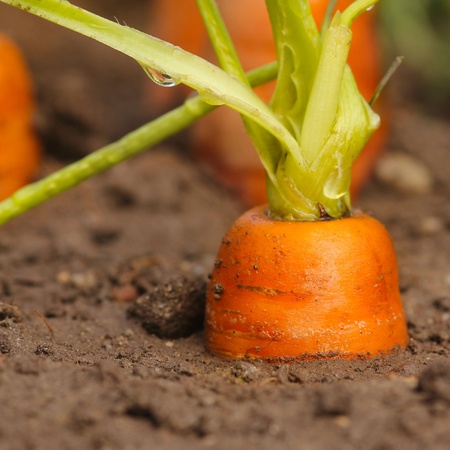 carrots growing in the soilの写真素材