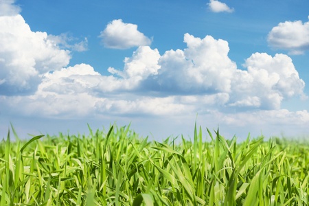 field of grass and perfect sky の写真素材