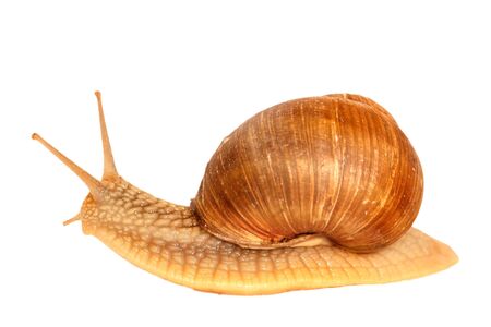 snail on white backgroundの写真素材
