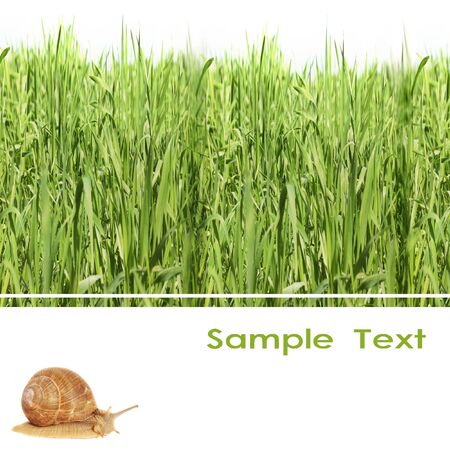 background of a spring grass の写真素材