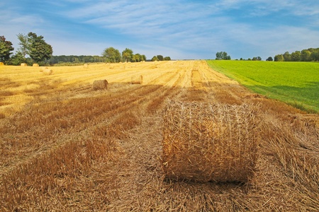 agriculture summer landscape, field wheat 