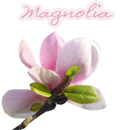 the spring magnolia flower の写真素材