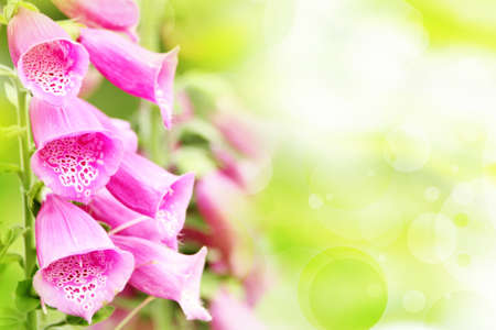 Beautiful floral background with pink flower buds and defocused lightsの写真素材