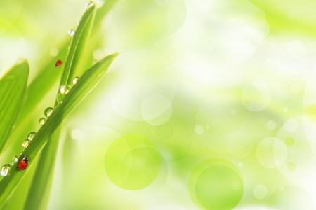 Fresh morning dew on a spring grass and little ladybug, natural background - close up with shallow DOF. の写真素材