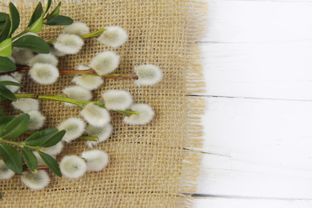 pussy willow twigs on wood backgroundの写真素材