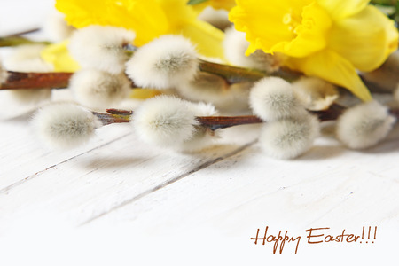 easter narcissus and pussy willowsの写真素材