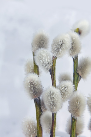 pussy willow twigsの写真素材
