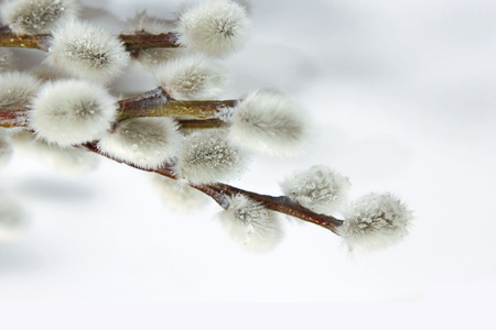 pussy willow twigsの写真素材