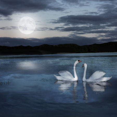 pair of swans at night during the full moonlightの写真素材
