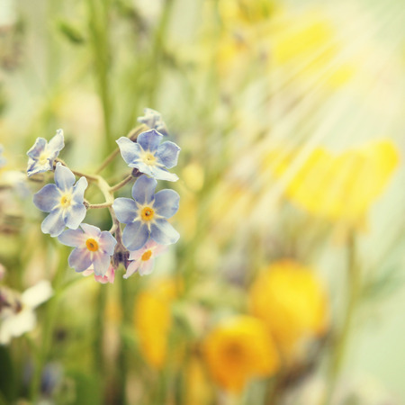 retro wildflowers background with butterfly