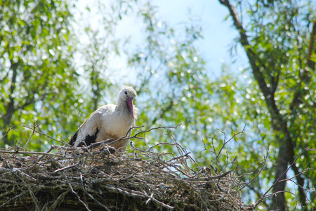 white stork family in the nest の写真素材