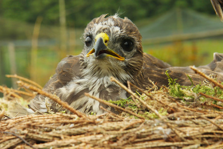 young kestrel in the nestの写真素材