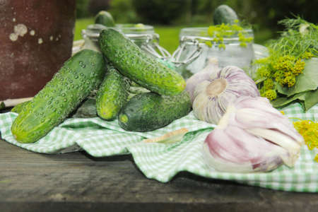 Pickling cucumbers の写真素材
