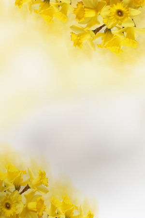 background with Yellow daffodils, for Your textの写真素材