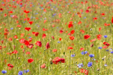 Flowering red poppies at the field.の写真素材