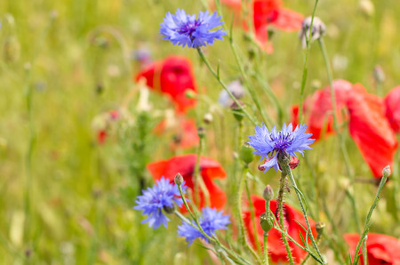 Flowering red poppies at the field.の写真素材