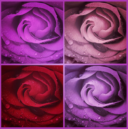 Red rose in water drops, shallow focus and vintage effectの写真素材
