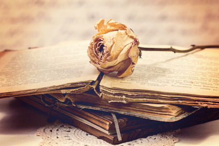 Dry rose on an old book in a vintage styleの写真素材