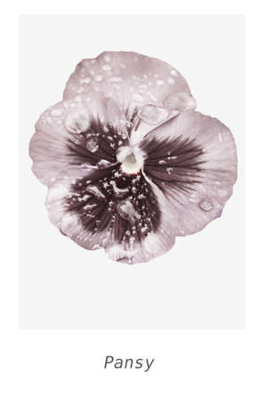 Pansy - ready picture on the wallの写真素材