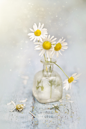Beautiful wild camomiles on blue backgroundの写真素材