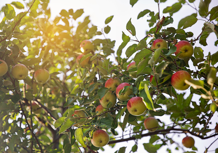 Apple trees with red applesの写真素材