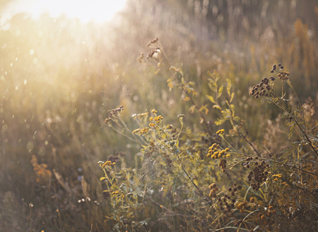 Silhouette grass flower on sunsetの写真素材