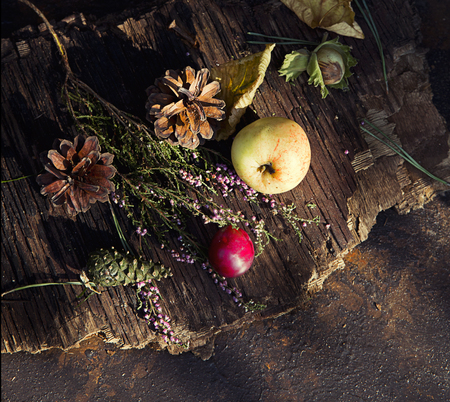 Fresh autumn fruits n the rays of the sunの写真素材