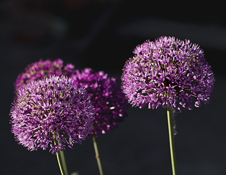 Purple color ornamental onion Allium bulgaricum in the gardenの写真素材