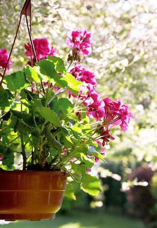 Garden pink geranium flowersの写真素材