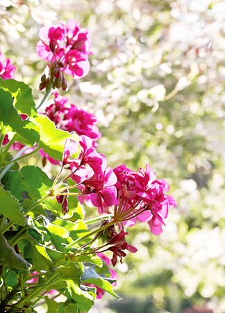 Garden pink geranium flowersの写真素材