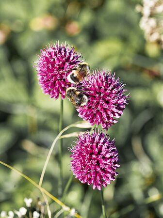 Flowering decorative onions in the  gardenの写真素材