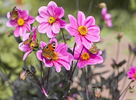 Bouquet of pink dahlias flowers in a gardenの写真素材