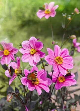 Bouquet of pink dahlias flowers in a gardenの写真素材