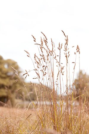 Backgound of wild flowers and grassの写真素材