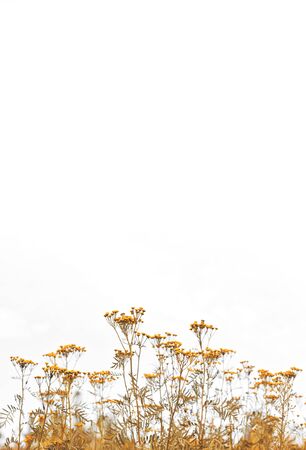 Backgound of wild flowers and grassの写真素材
