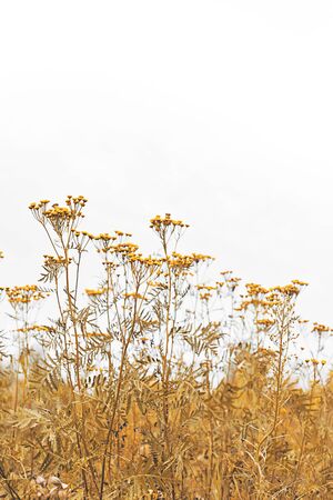 Backgound of wild flowers and grassの写真素材