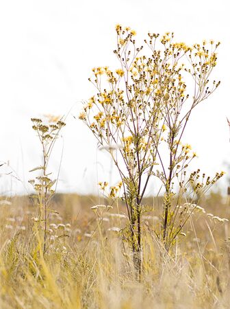 Backgound of wild flowers and grassの写真素材