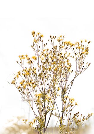Backgound of wild flowers and grassの写真素材