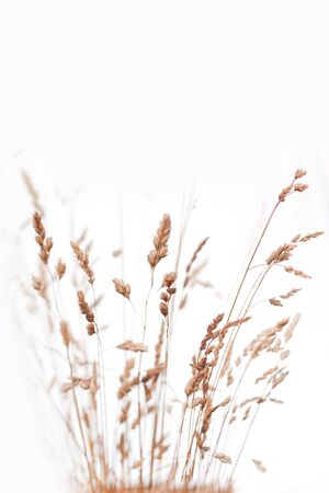 Backgound of wild flowers and grassの写真素材