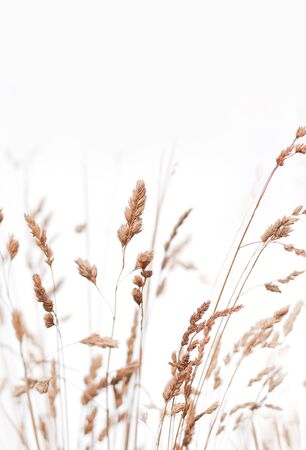 Backgound of wild flowers and grassの写真素材
