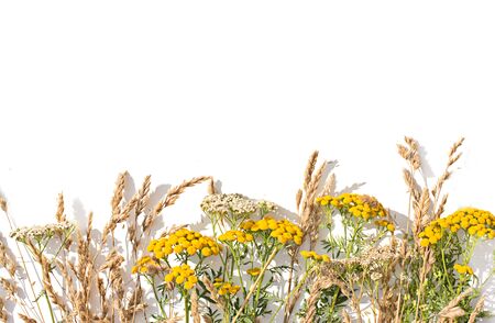 Backgound of wild flowers and grassの写真素材