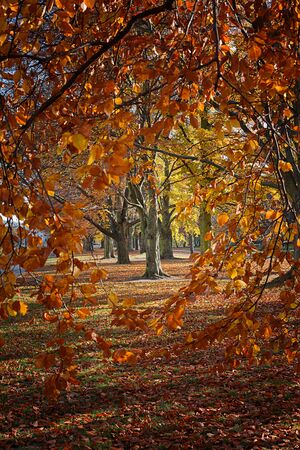 Autumn. Gold Trees in a parkの写真素材