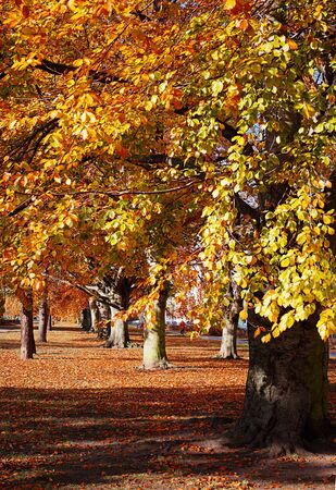 Autumn. Gold Trees in a parkの写真素材