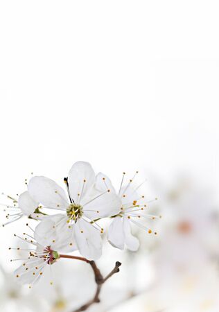spring seasonal background with white flowersの写真素材